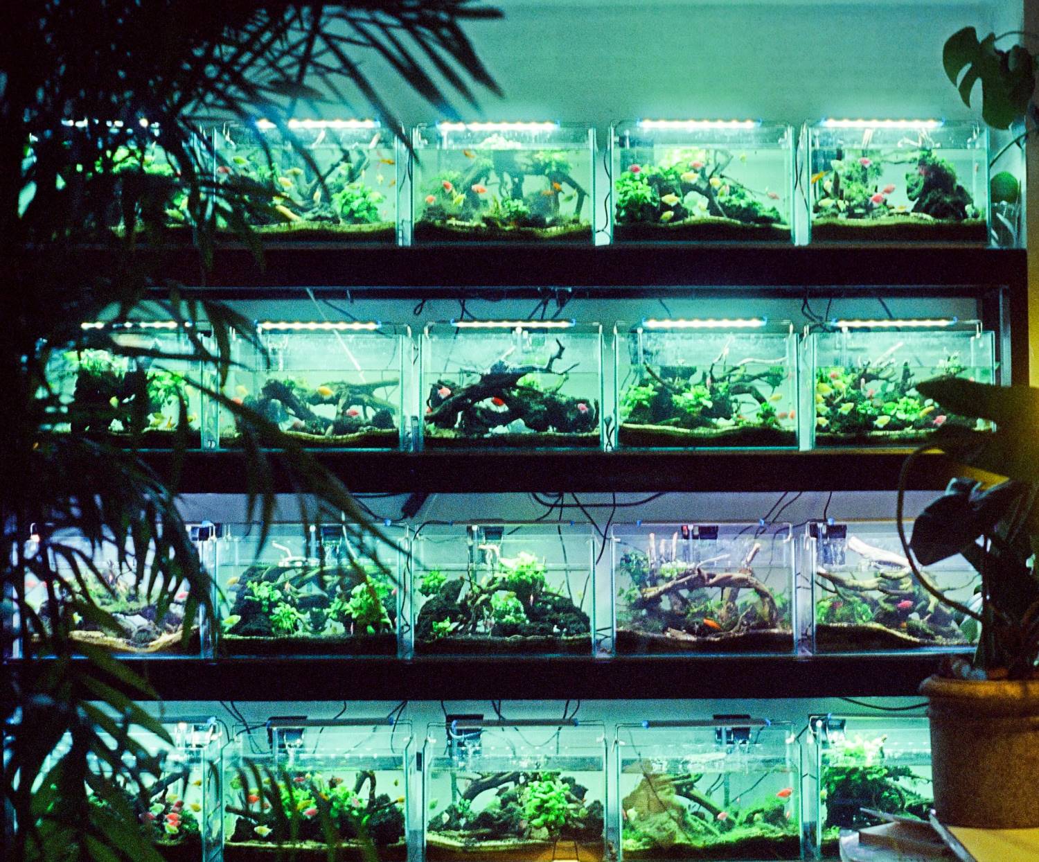 Nana Aquarium online kaufen