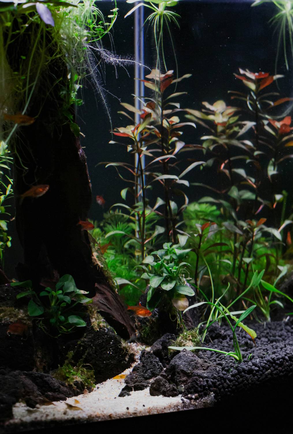 nano aquarium gestaltung deko