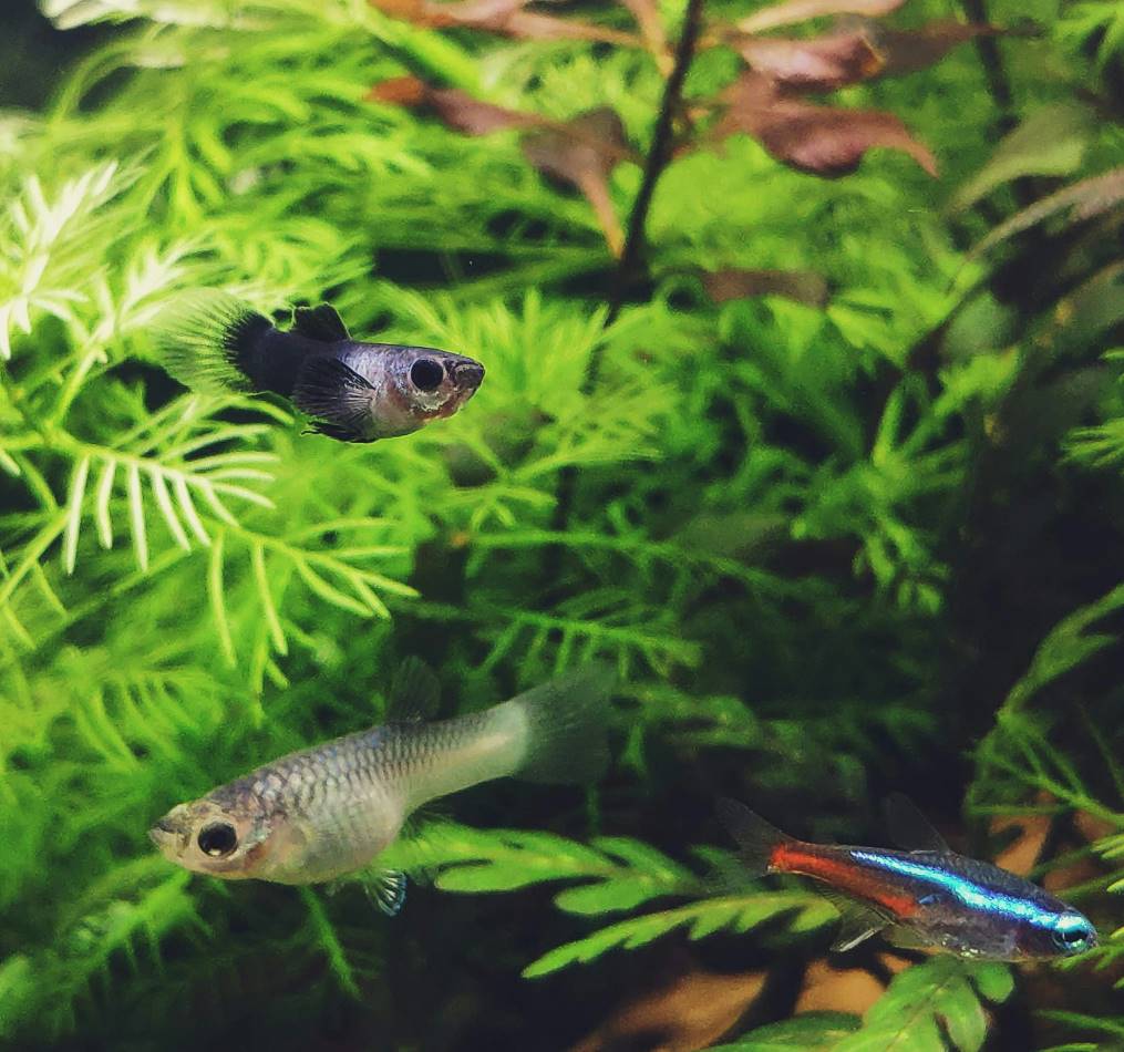 nano aquarium harmonie