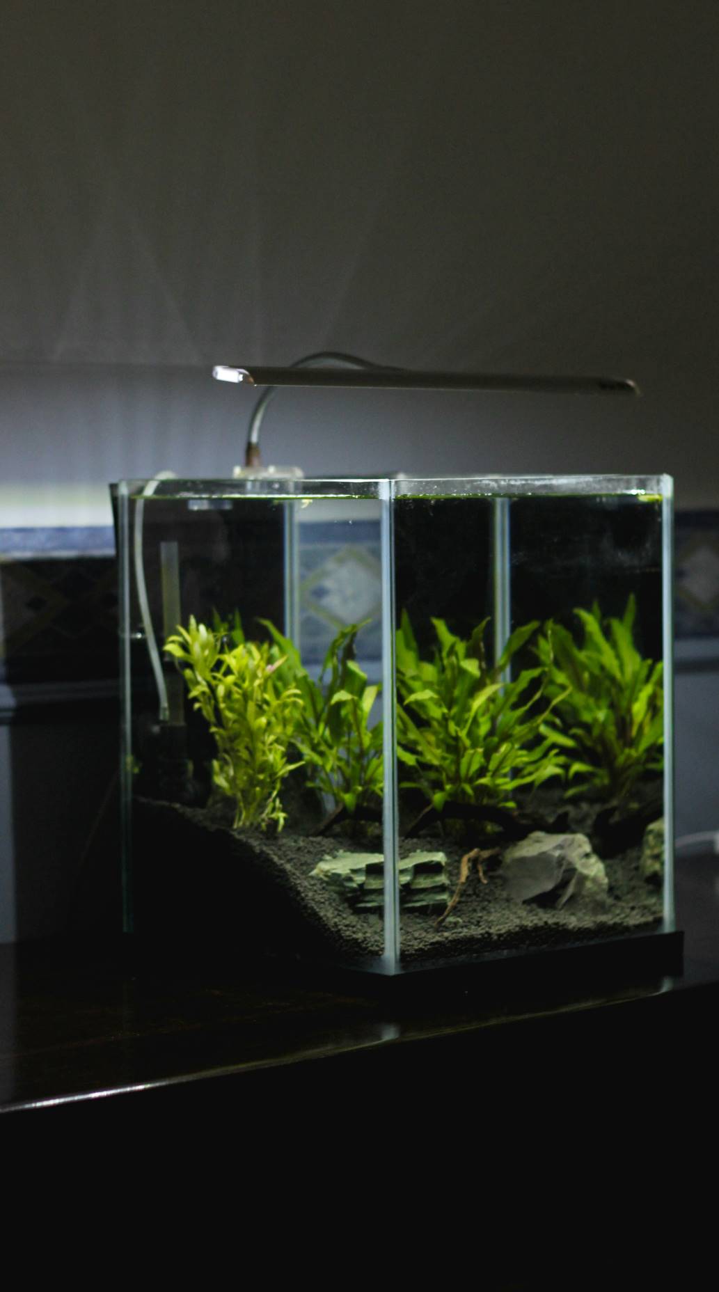 nano aquarium pflege wartung